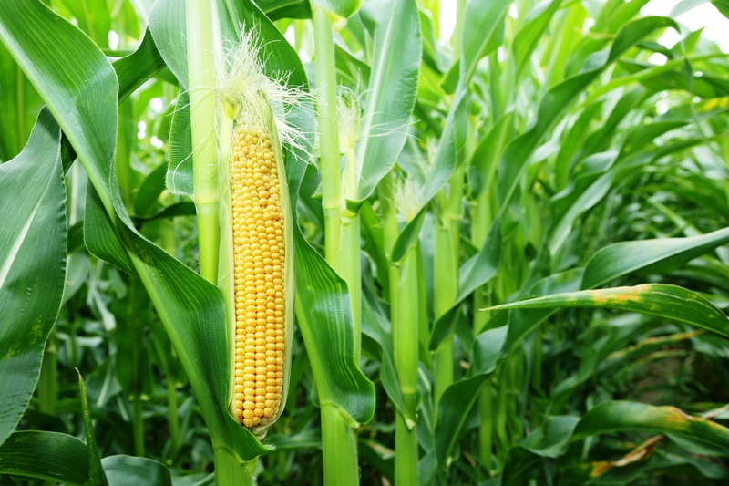 Detail Foto Jagung Manis Nomer 30