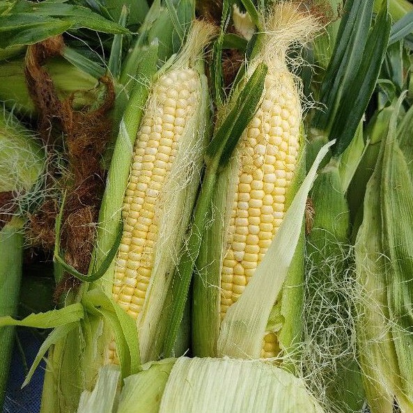 Detail Foto Jagung Manis Nomer 34