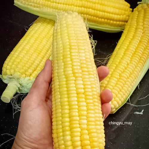 Detail Foto Jagung Manis Nomer 35