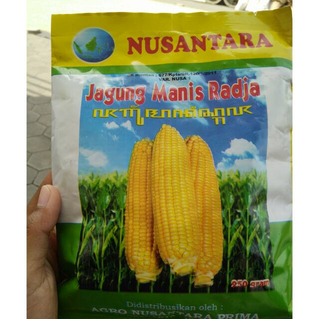 Detail Foto Jagung Manis Nomer 37