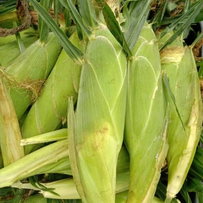 Detail Foto Jagung Manis Nomer 41