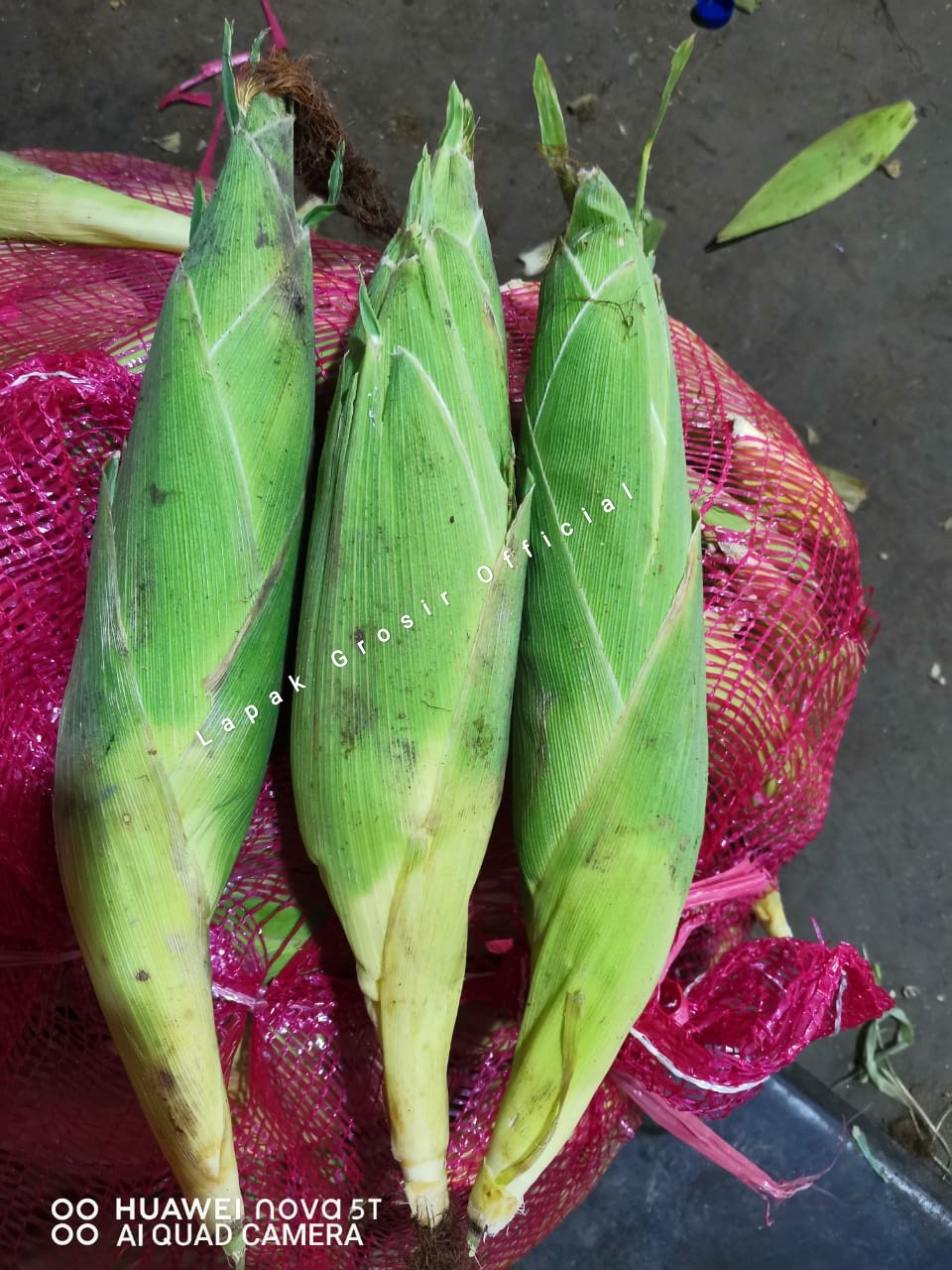 Detail Foto Jagung Manis Nomer 42