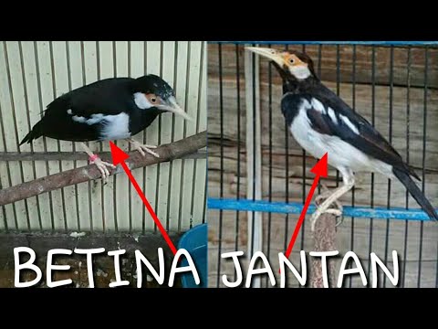 Detail Foto Jalak Suren Jantan Dan Betina Nomer 2