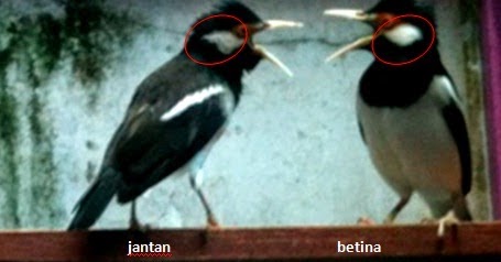 Detail Foto Jalak Suren Jantan Dan Betina Nomer 14