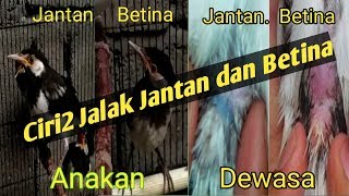 Detail Foto Jalak Suren Jantan Dan Betina Nomer 22