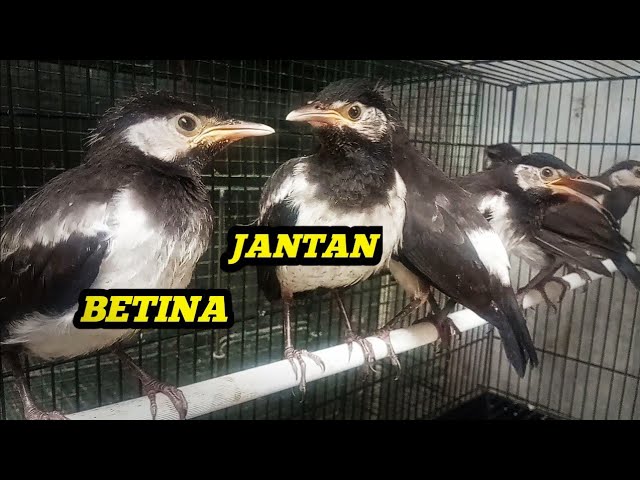 Detail Foto Jalak Suren Jantan Dan Betina Nomer 44