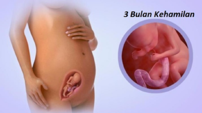 Detail Foto Janin 3 Bulan Dalam Kandungan Nomer 7