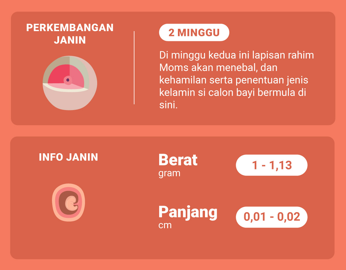 Detail Foto Janin Usia 2 Bulan Nomer 20