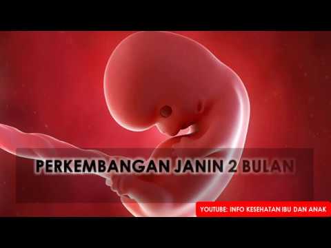 Detail Foto Janin Usia 2 Bulan Nomer 46