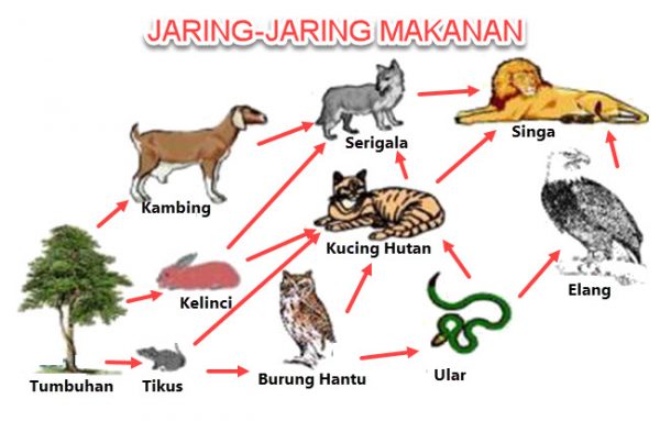 Detail Foto Jaring Jaring Makanan Nomer 14