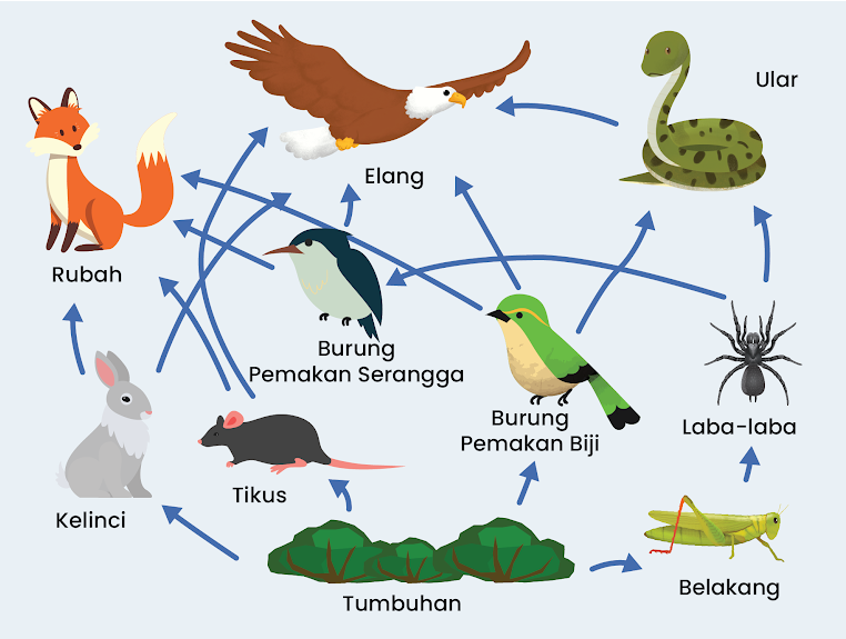 Detail Foto Jaring Jaring Makanan Nomer 29