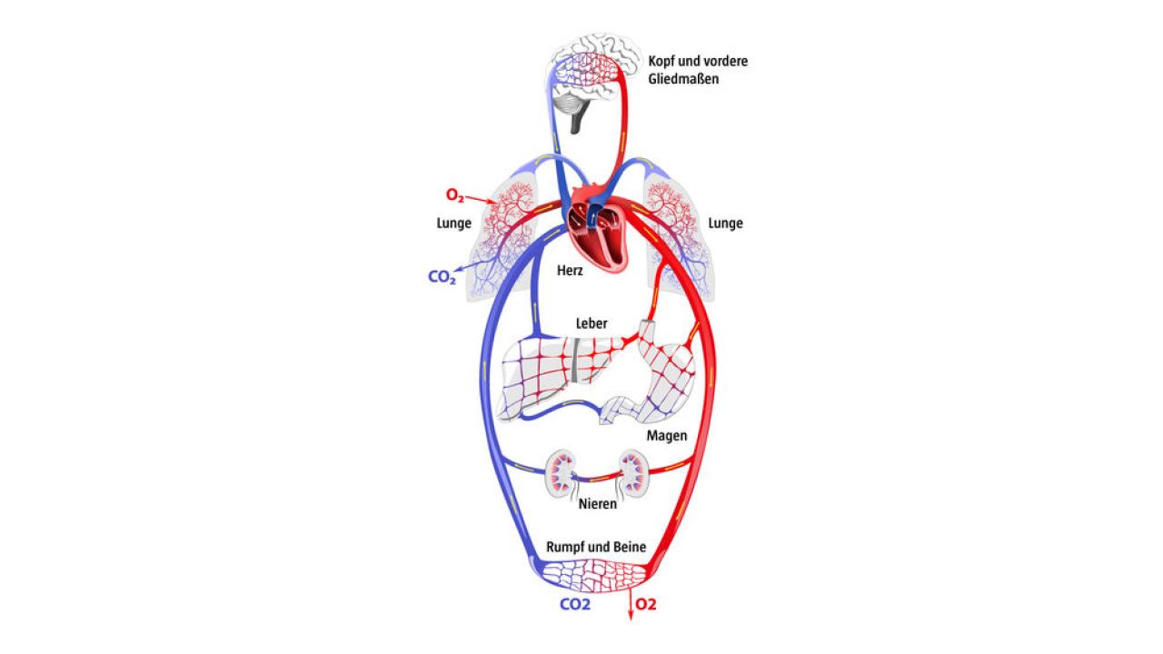 Detail Herz Anatomie Zeichnen Nomer 15