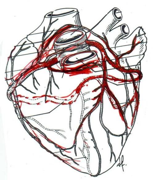 Detail Herz Anatomie Zeichnen Nomer 7