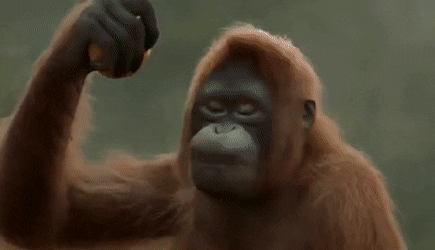 Detail Gambar Kartun Orangutan Nomer 25