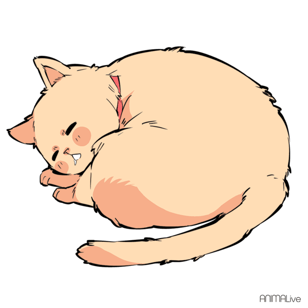 Detail Gambar Kucing Tidur Kartun Nomer 22