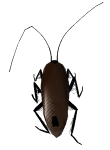 Download Gambar Kumbang Animasi Nomer 21