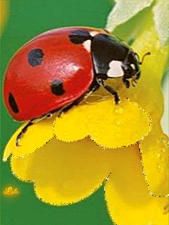 Detail Gambar Kumbang Animasi Nomer 9