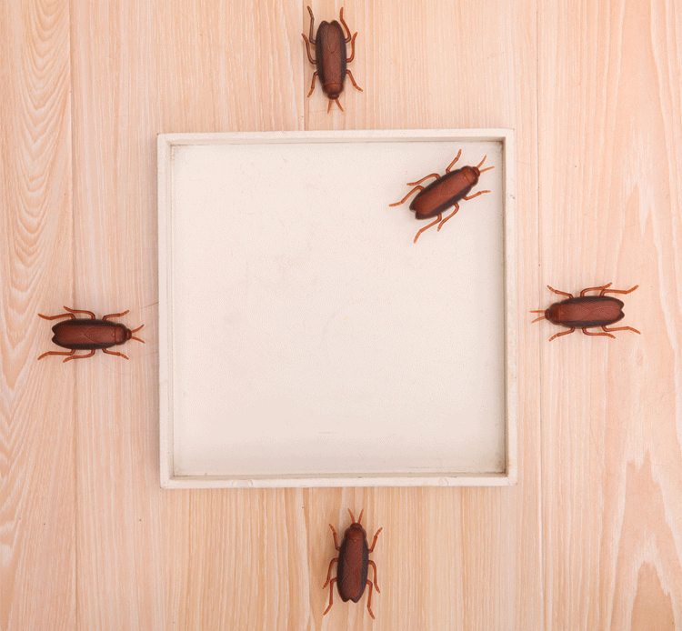 Detail Gambar Kumbang Kartun Lucu Nomer 33