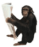 Detail Gambar Monyet Animasi Nomer 23