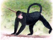 Detail Gambar Monyet Lucu Kartun Nomer 33