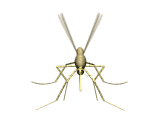 Detail Gambar Nyamuk Kartun Hitam Putih Nomer 4
