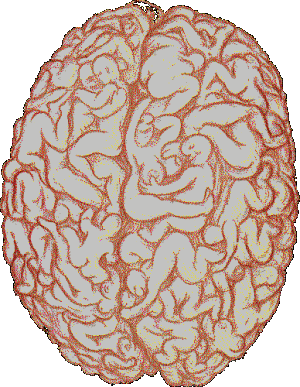 Gambar Otak Manusia Kartun - KibrisPDR