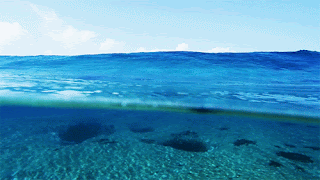 Detail Gambar Rumput Laut Animasi Nomer 13