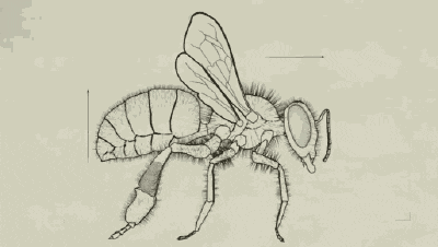 Detail Gambar Sarang Lebah Kartun Nomer 36