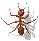 Gambar Semut Animasi - KibrisPDR