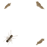 Gambar Semut Kartun Lucu - KibrisPDR