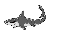 Detail Gambar Shark Kartun Nomer 20