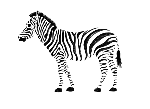 Gambar Zebra Kartun - KibrisPDR