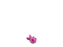 Detail Gif Bunga Nomer 3