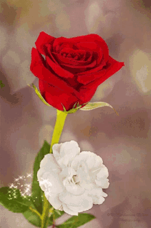 Detail Gif Bunga Nomer 8