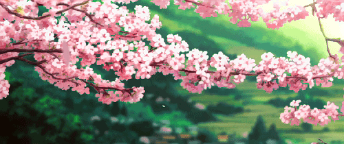 Detail Gif Bunga Sakura Nomer 21