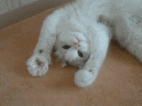 Detail Gif Com Nomer 5