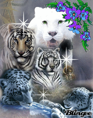 Detail Gif Harimau Putih Nomer 31