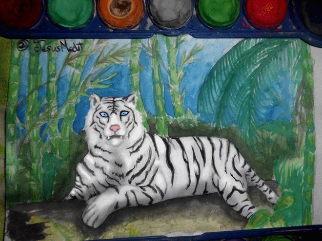 Detail Gif Harimau Putih Nomer 34