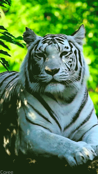 Detail Gif Harimau Putih Nomer 42