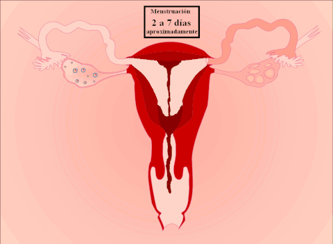 Detail Gif Menstruation Nomer 13