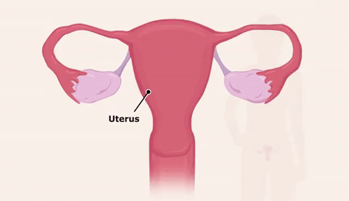 Detail Gif Menstruation Nomer 16