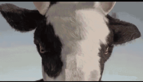 Detail Gif Sapi Nomer 20