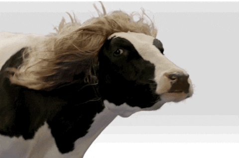 Detail Gif Sapi Nomer 24