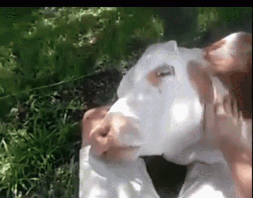 Detail Gif Sapi Nomer 25