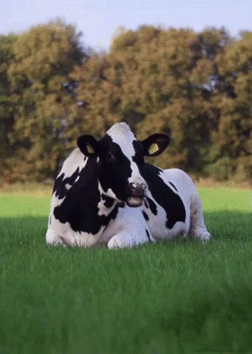 Detail Gif Sapi Nomer 26