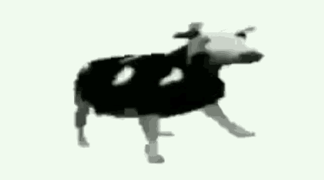 Detail Gif Sapi Nomer 30