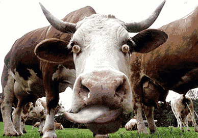 Detail Gif Sapi Nomer 38