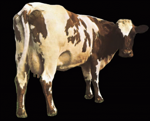 Detail Gif Sapi Nomer 46