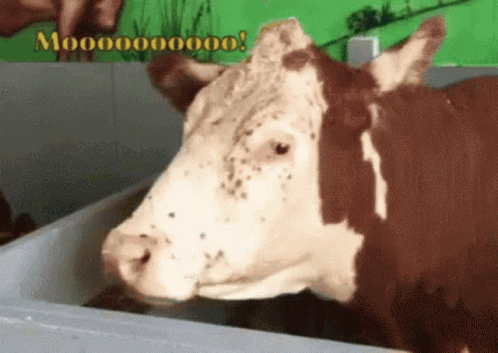 Detail Gif Sapi Nomer 50