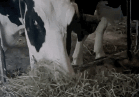 Detail Gif Sapi Nomer 57